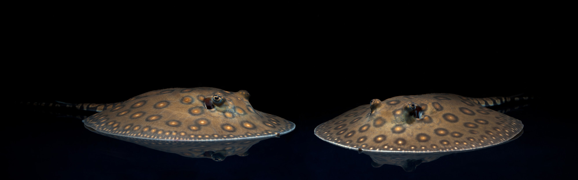 Blog Fishipedia