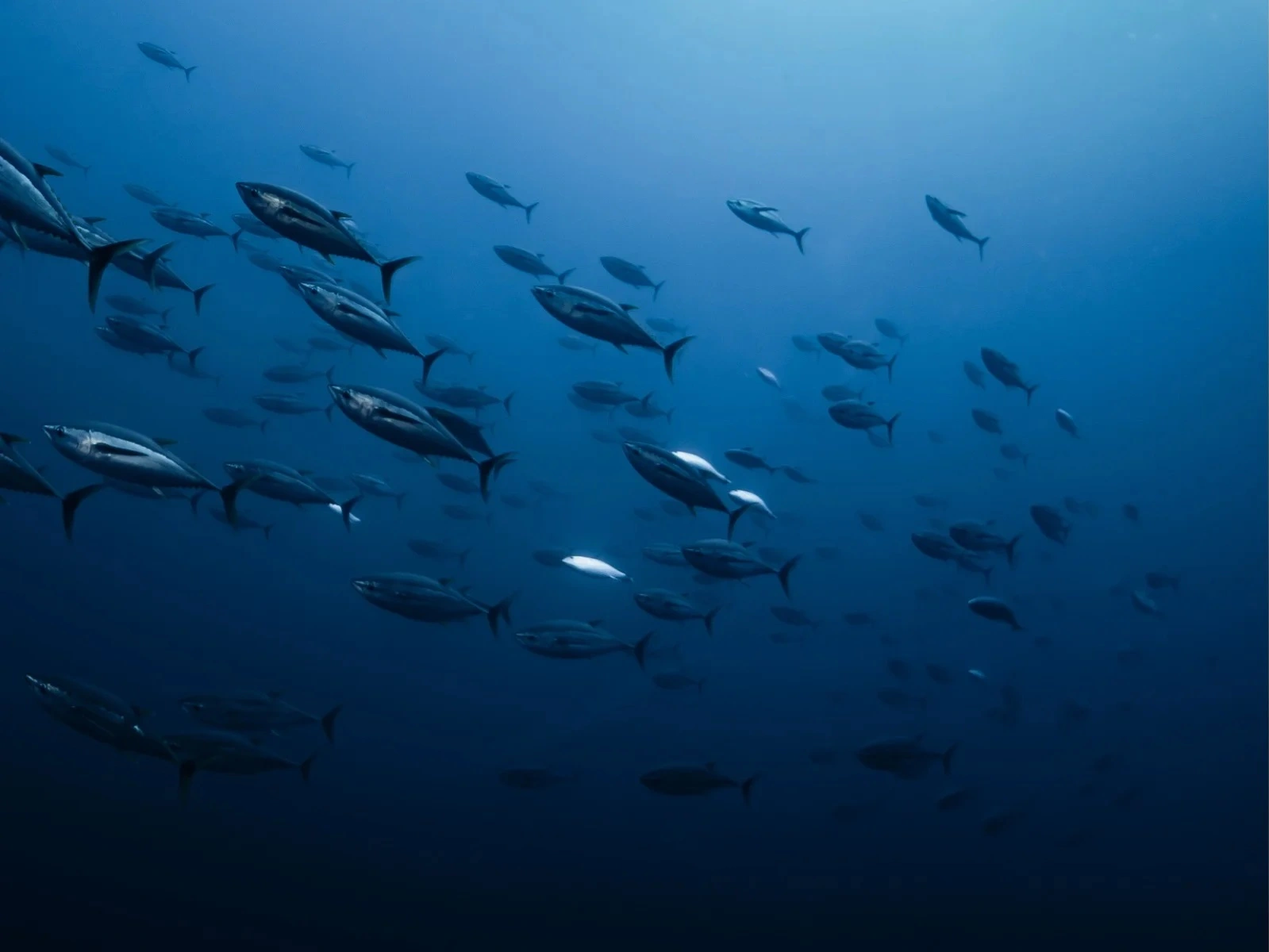Descubre más de 2000 especies de peces